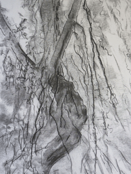 Charcoal drawing of a tree branch