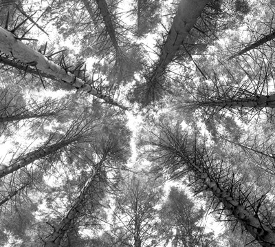 Trees shot from ground to sky