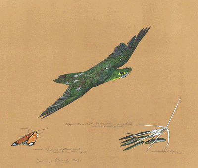 Watercolor of a bird, butterfly, and shrimp