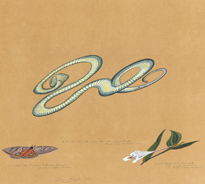 Watercolor of a snake, a butterfly, and a flower