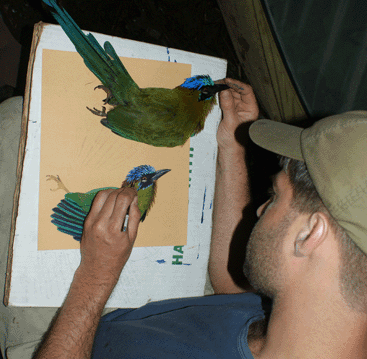 James Prosek painting a watercolor of a bird from life in the field 